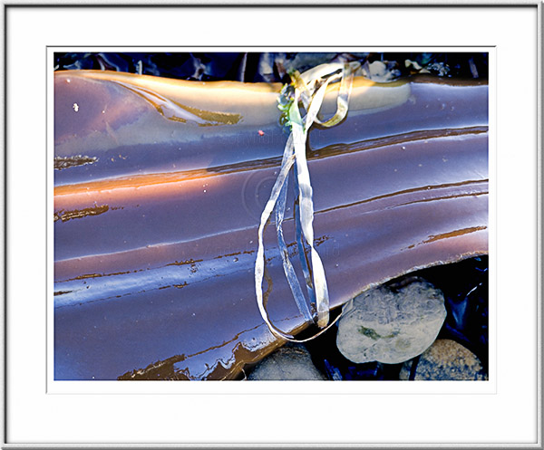 Image ID: 100-151-2 : Succulent Seaweed #2 